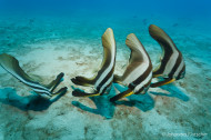 gallery/1004_makadibay/_MG_8913.jpg