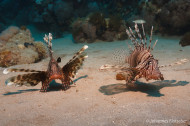 gallery/1004_makadibay/_MG_9048.jpg