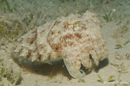 gallery/1004_makadibay/_MG_9567.jpg
