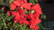 gallery/1110_latsch/jagdhof/1110_300.jpg