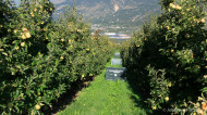gallery/1110_latsch/toebrunn/1110_088.jpg