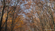 gallery/1111_kahlenberg//1111_016.jpg