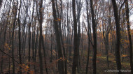 gallery/1111_kahlenberg//1111_022.jpg
