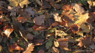 gallery/1111_kahlenberg//1111_034.jpg