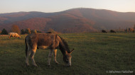 gallery/1111_kahlenberg//1111_045.jpg