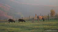 gallery/1111_kahlenberg//1111_046.jpg