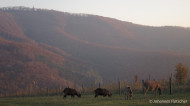 gallery/1111_kahlenberg//1111_048.jpg